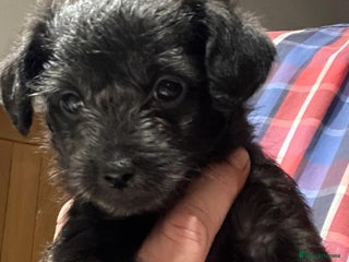 Mixed Breed dogs - Advert 3