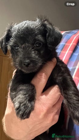 Mixed Breed dogs - Advert 4