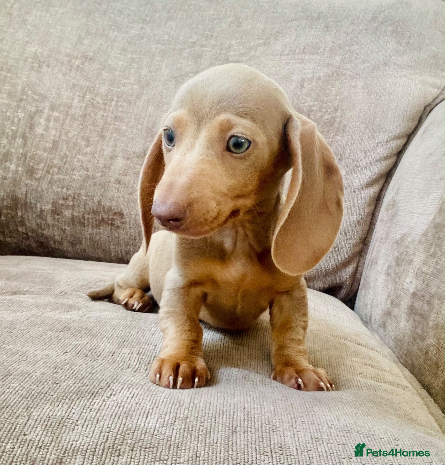 Miniature Dachshund dogs Isabella miniature dachshund puppies  - Advert 2