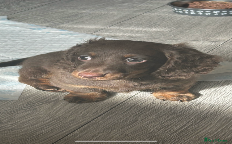 Dachshund dogs - Advert 1
