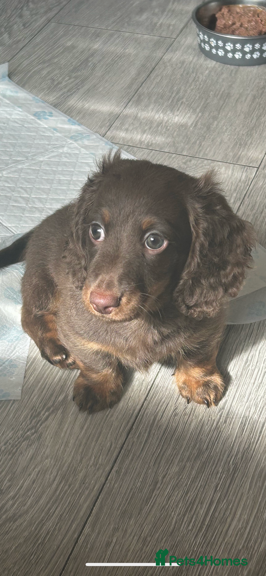 Dachshund dogs for sale: Dachshund puppies  - Image 2