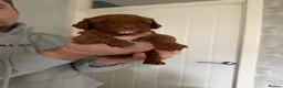 Cavapoo dogs for sale: F1b cavapoos health tested parents - Advert 12