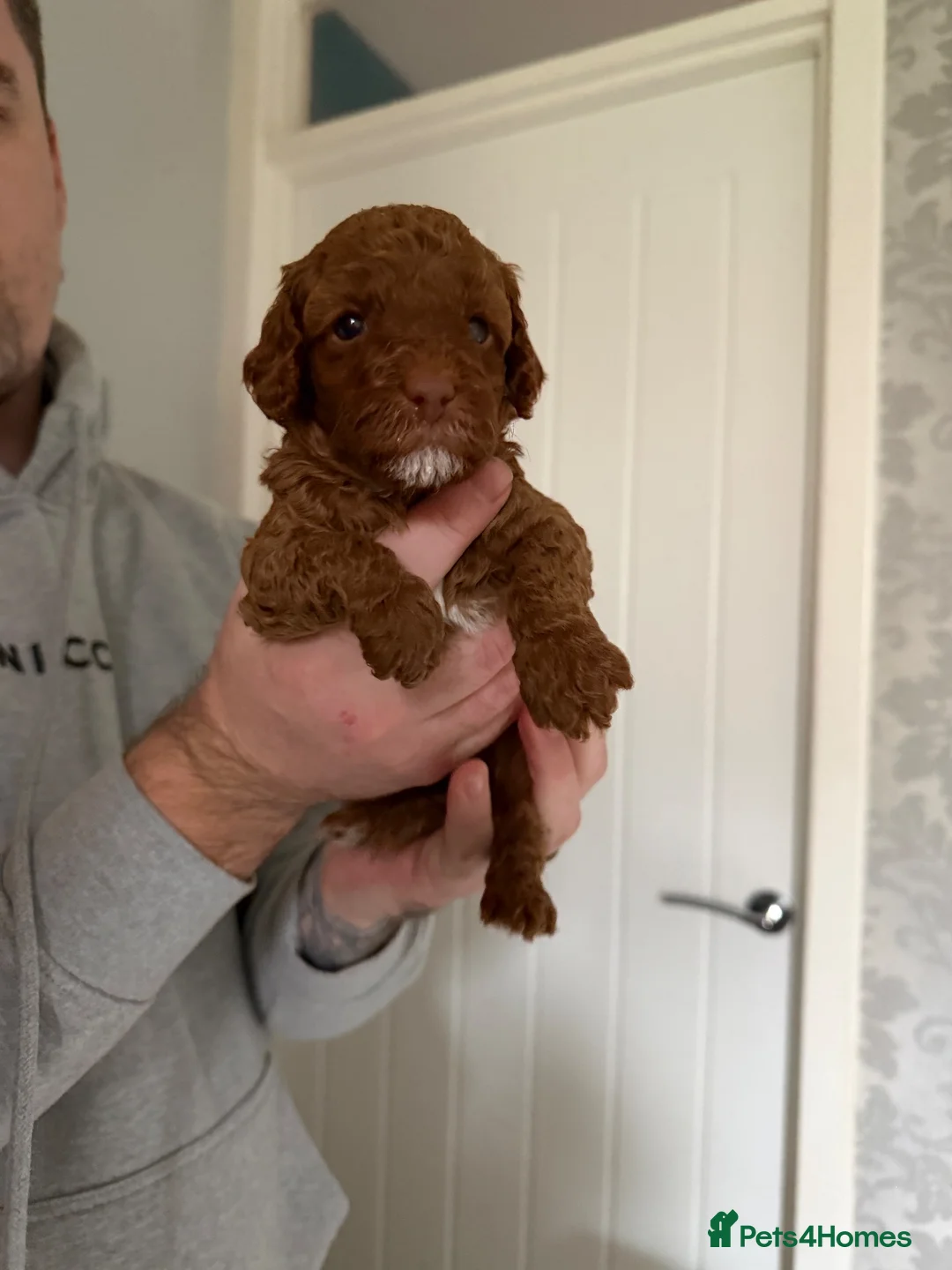 Cavapoo dogs for sale: F1b cavapoos health tested parents - Advert 12