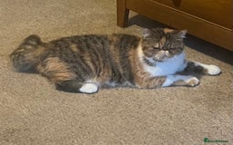 Exotic cats for sale: GCCF ACTIVE REGISTERED EXOTIC FEMALE  - Image 1