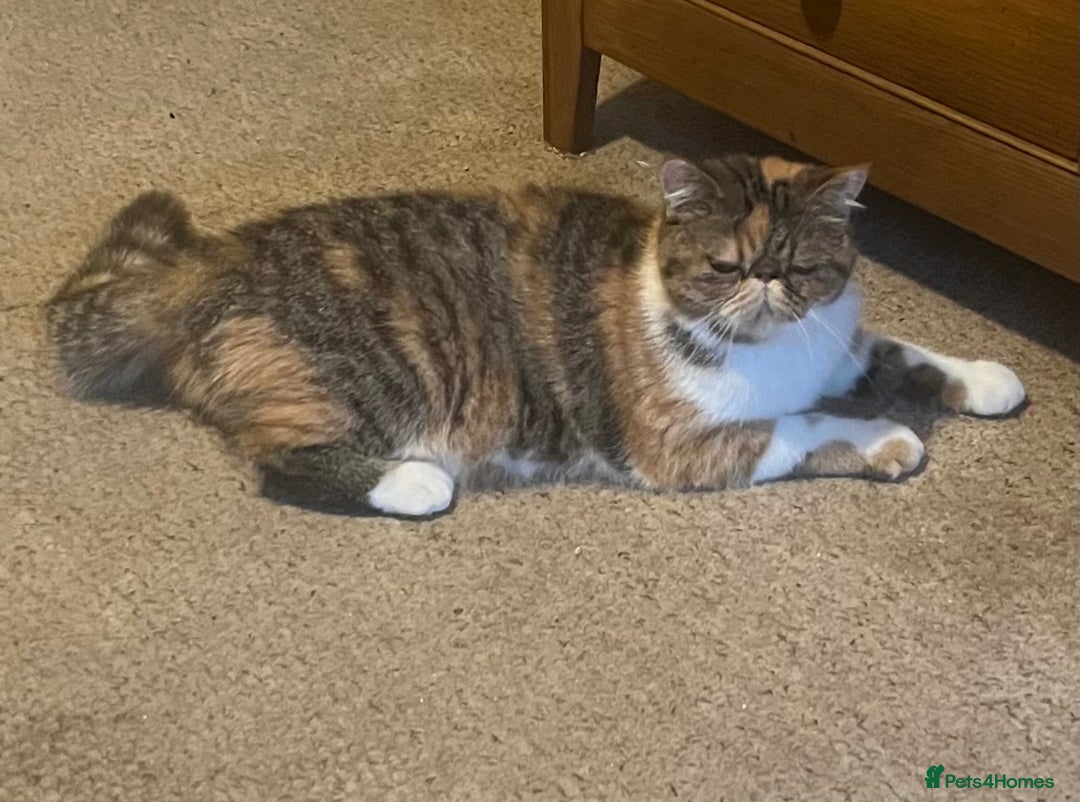 Exotic cats for sale: GCCF ACTIVE REGISTERED EXOTIC FEMALE  - Image 1
