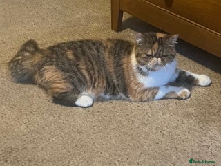 Exotic cats - Advert 9