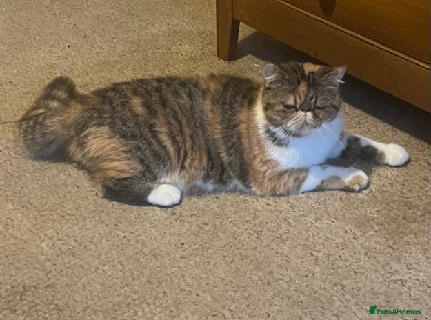 Exotic cats - Advert 1