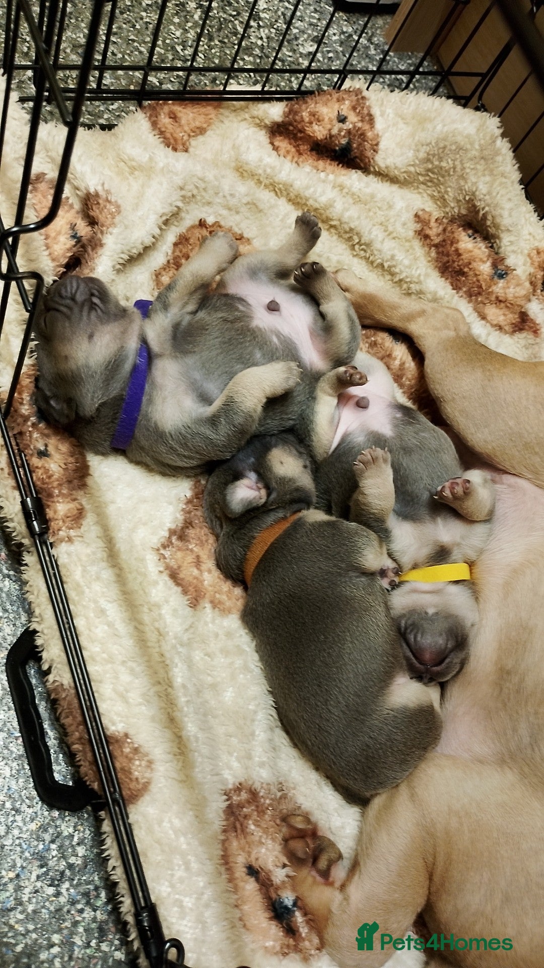 Frug dogs for sale: Frugs  - Advert 4