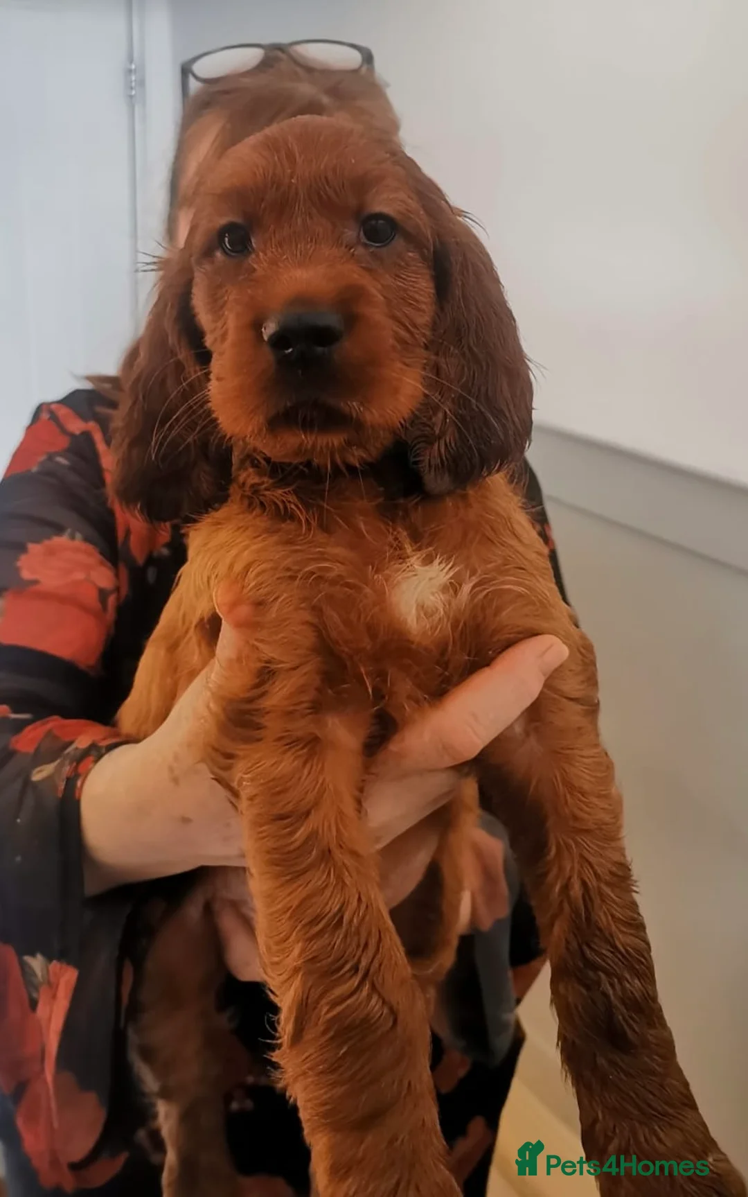 Irish Setter dogs for sale: Quality Irish setter puppies KC Registered - Advert 1