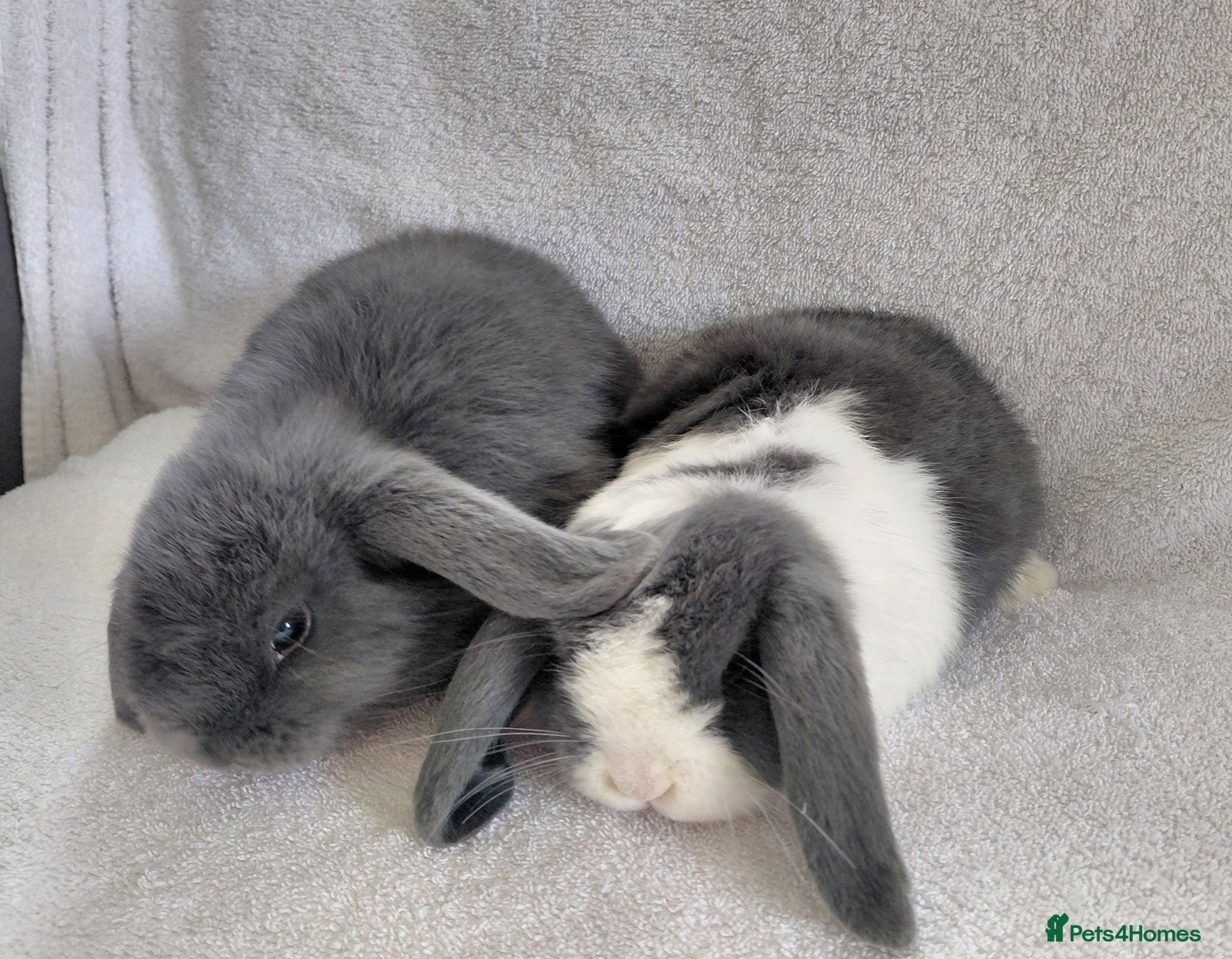 Mini Lop rabbits Gorgeous Mini Lop Does for sale - Advert 2