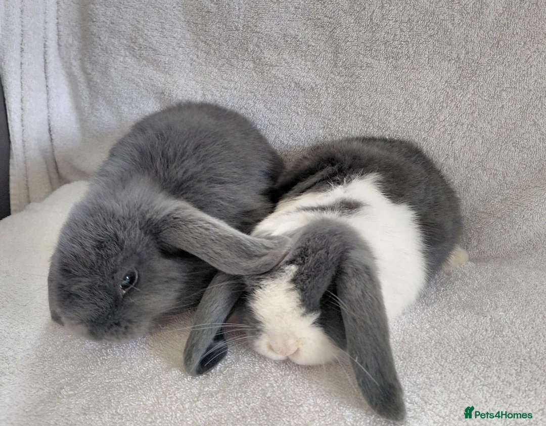 Mini Lop rabbits for sale: Gorgeous Mini Lop Does for sale - Advert 1