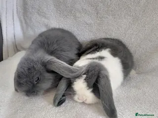 Mini Lop rabbits Gorgeous Mini Lop Does for sale - Advert 2