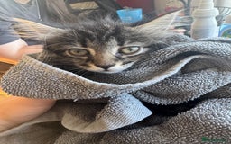 Maine Coon cats for sale: Maincoon kitten  - Image 3