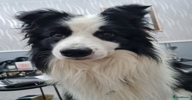 Border Collie dogs Borderlair Tip for the Top (Tip) - Advert 14