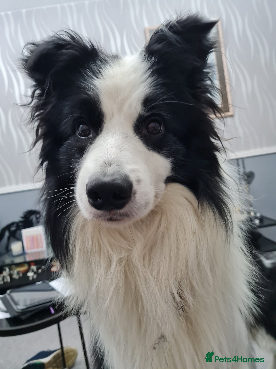 Border Collie dogs for stud: Borderlair Tip for the Top (Tip) - Advert 3