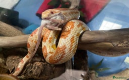 Corn Snake reptiles for sale: Albino Cornsnake and full set up.  - Image 1