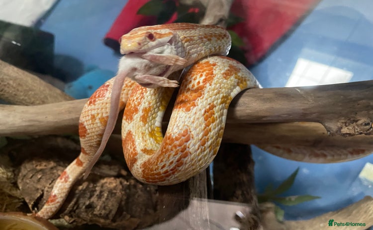 Corn Snake reptiles - Advert 1
