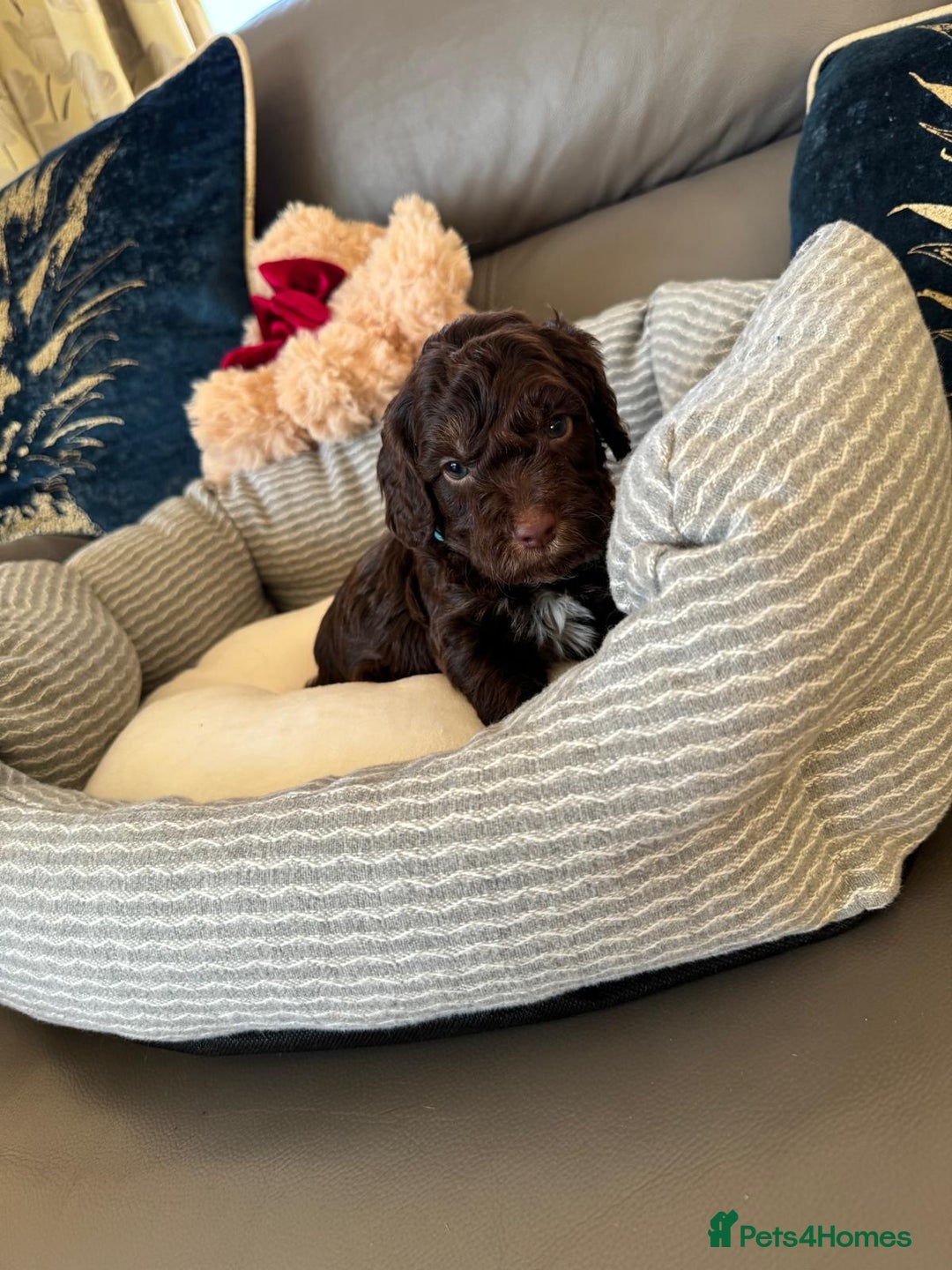 Cockapoo dogs for sale: Exceptional F1 Cockapoo puppies  - Advert 25