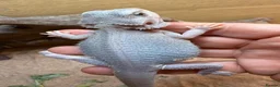 Bearded Dragon reptiles for sale: Hypo trans zeros  - Advert 6