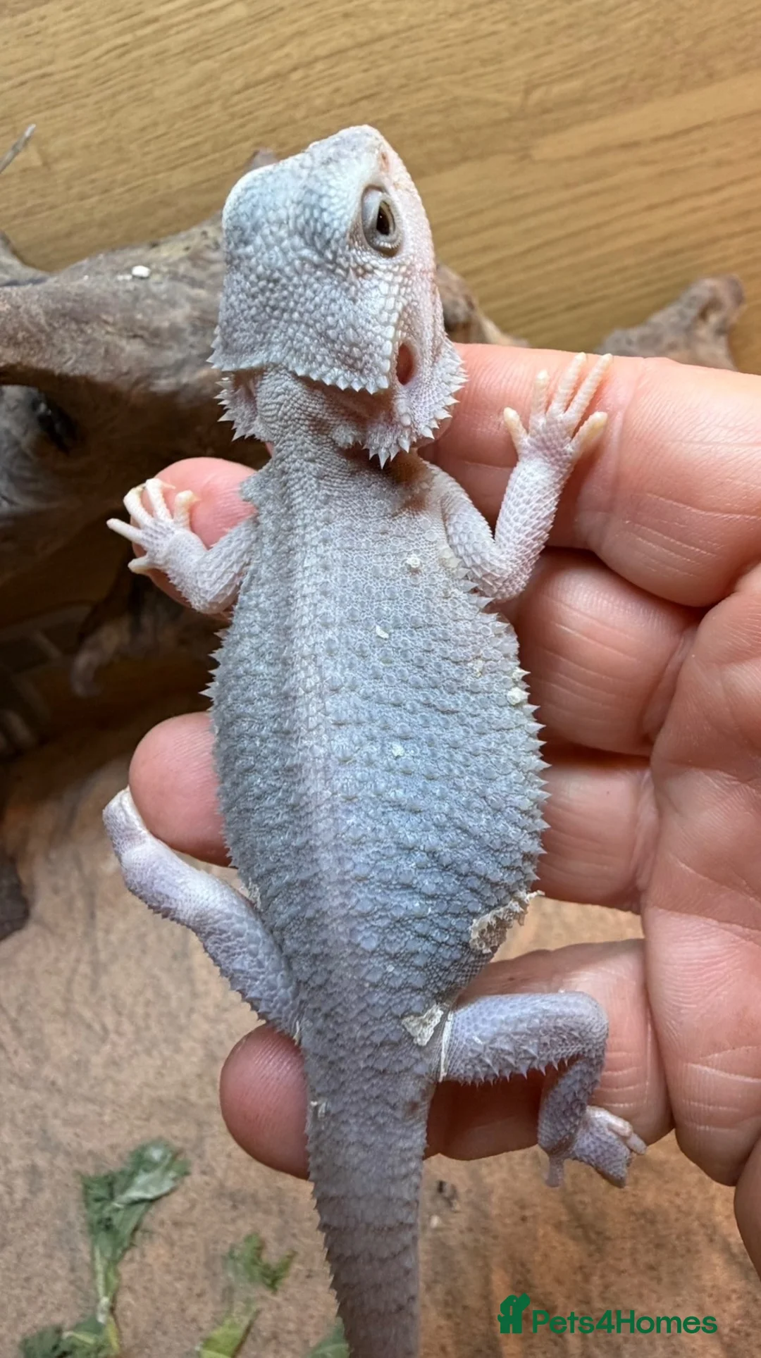 Bearded Dragon reptiles for sale: Hypo trans zeros  - Advert 6