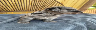 Schnoodle Puppy 5