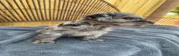 Schnoodle dogs for sale: Schnoodles READY NOW - Advert 8