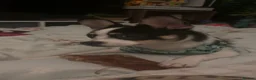 Mixed Breed dogs for sale: Adult Male Frenchpomeranian  in Grimsby - Advert 2