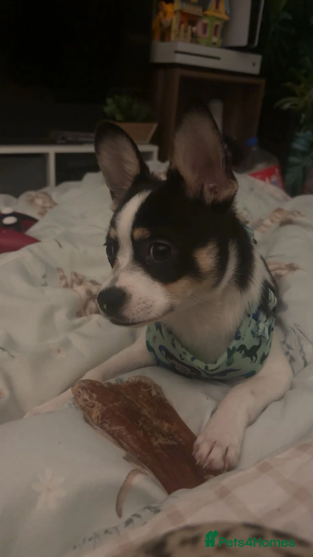 Mixed Breed dogs for sale: Adult Male Frenchpomeranian  in Grimsby - Advert 2