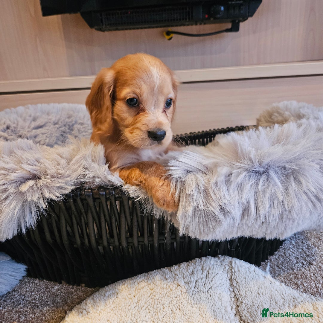 Cocker Spaniel dogs for sale: Rare Merle Working Type Cocker Spaniels - Advert 11