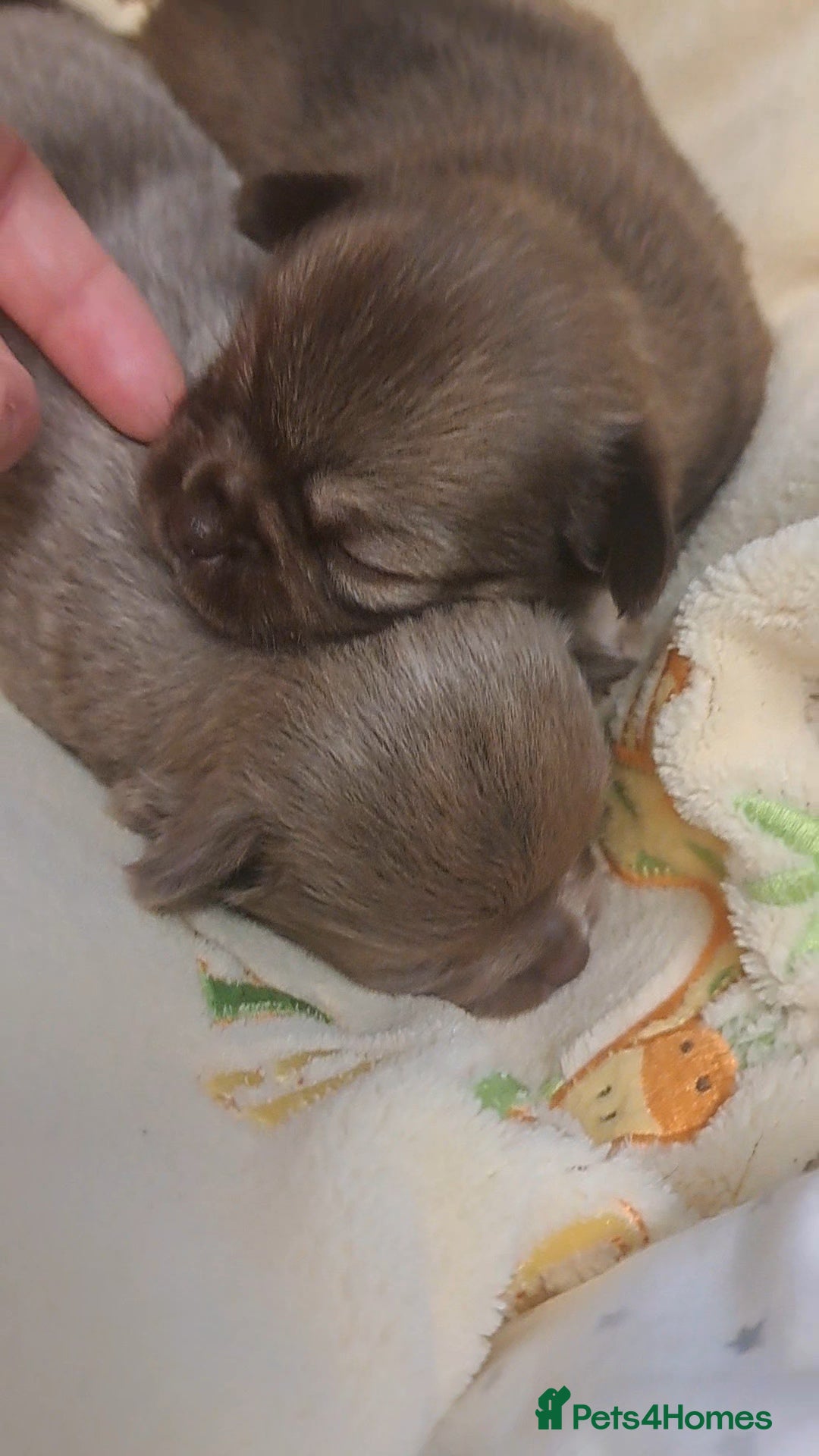 Chihuahua dogs for sale: Long Coat Chihuahua Puppies for Sale - Advert 5