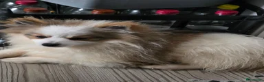 Pomeranian Puppy 1