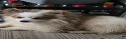 Pomeranian dogs for sale: Beautiful poom - Advert 7