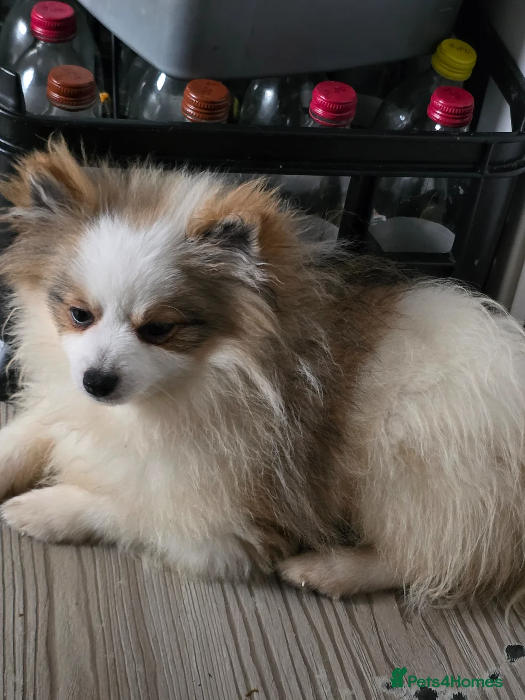 Pomeranian dogs for sale: Beautiful poom - Advert 7