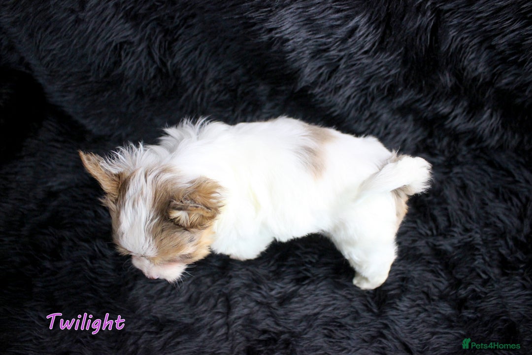 Yorkshire Terrier dogs for sale: Stunning Biro & Merle Yorkie Girls – Ready Nov 25 - Advert 20