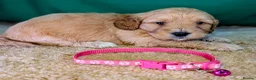 Cavapoochon dogs for sale: Beautiful Cavapoochons - Advert 7