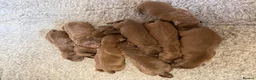 Labrador Retriever dogs for stud: Proven KC Chocolate Labrador for stud.NOT FOR SALE - Advert 2