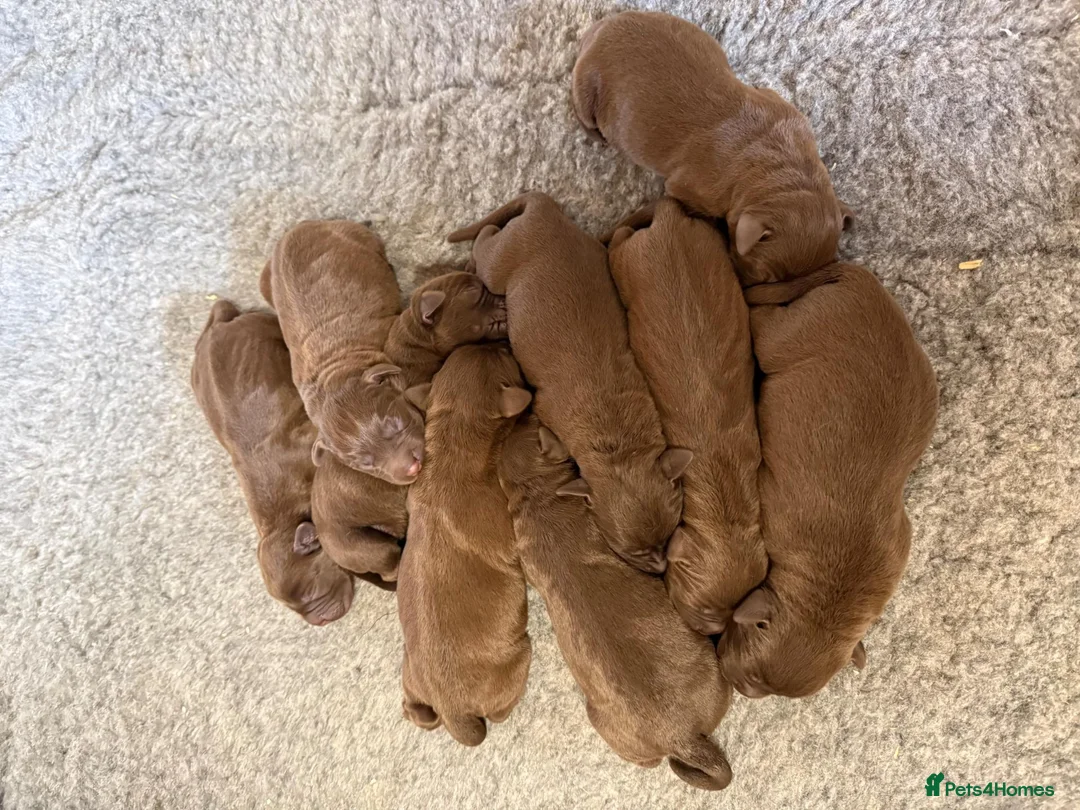 Labrador Retriever dogs for stud: Proven KC Chocolate Labrador for stud.NOT FOR SALE - Advert 2