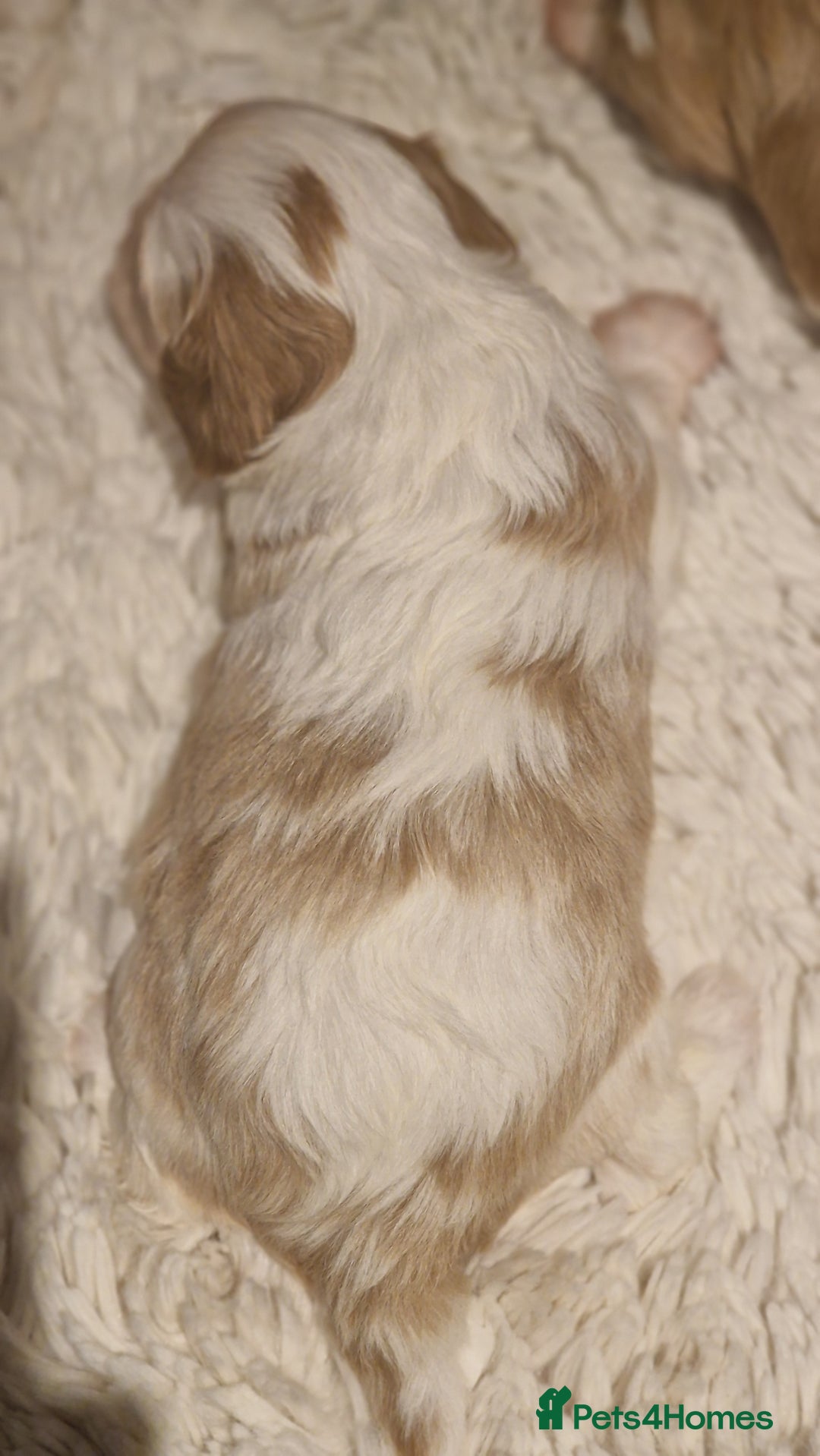 Cavalier King Charles Spaniel dogs for sale: Gorgeous k.c registered cavalier puppies  - Image 5