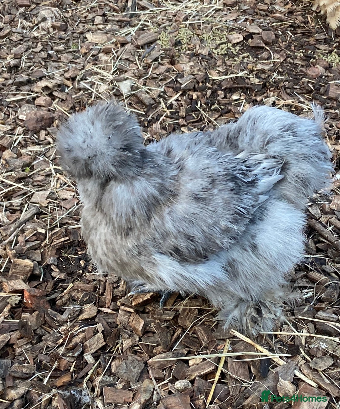 Chickens poultry for sale: Trio lavender splash American Silkie Bantams - Image 2