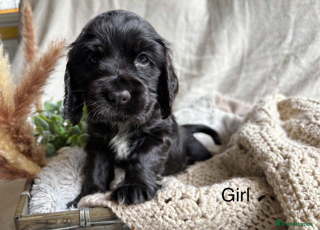 Cocker Spaniel dogs for sale: Show cocker spaniels - Image 3