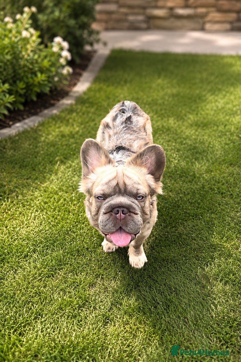 French Bulldog dogs Beautiful Visual Fluffy French Bulldog Puppies - Advert 1
