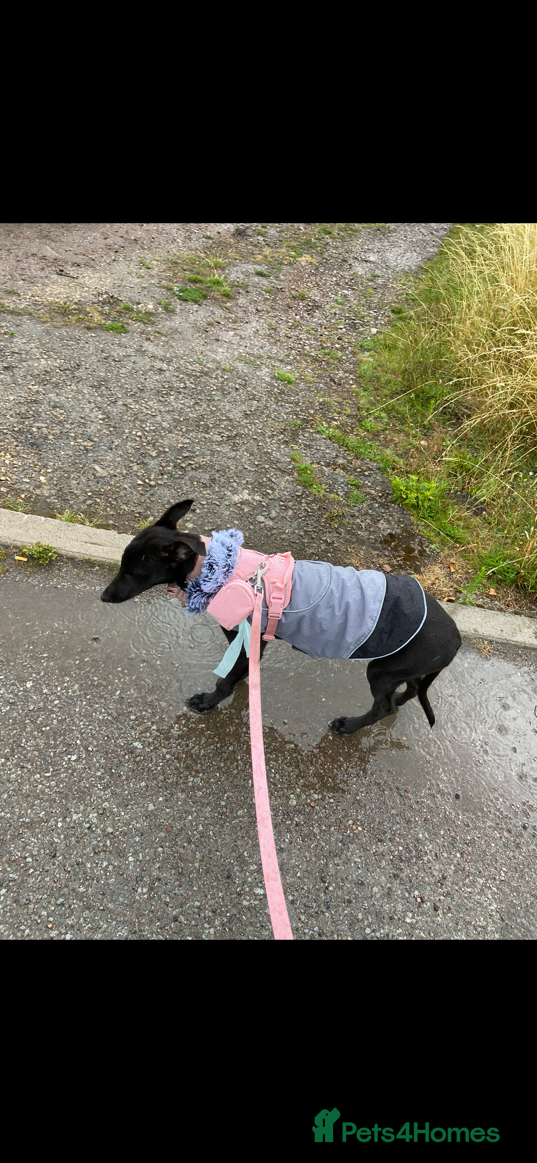 Greyhound dogs for sale: Female Greyhound  - Advert 5