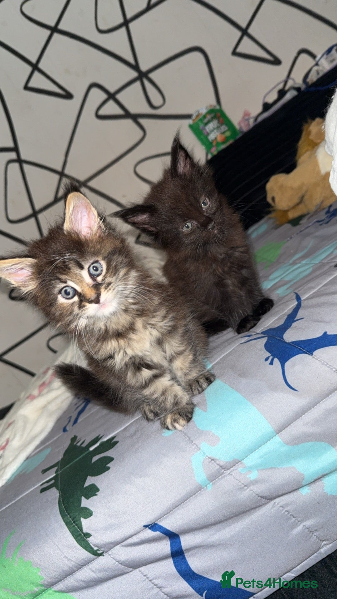 Maine Coon cats Two main coon kittens - Advert 1