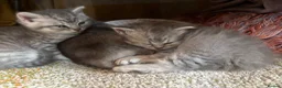 British Longhair cats for sale: Stunning litter of BSH with one BLH - Advert 3