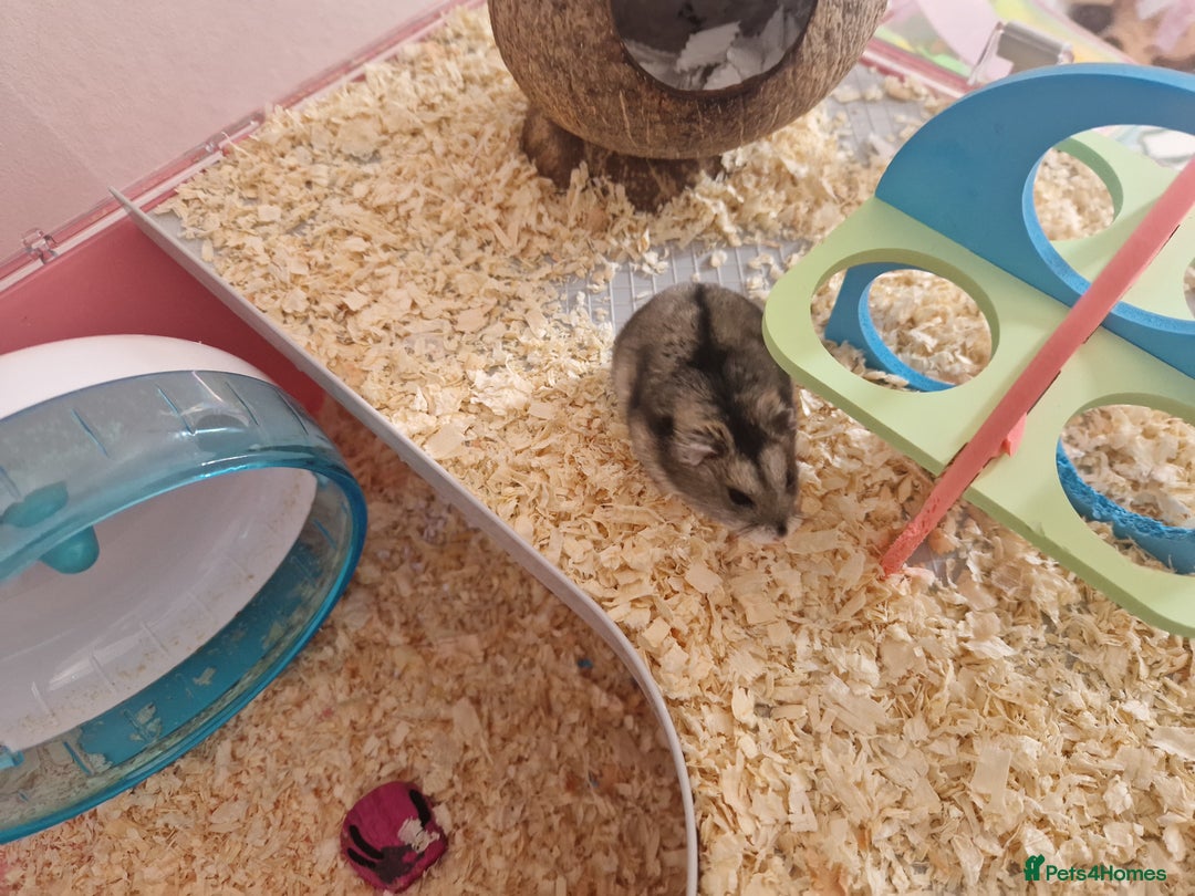 Hamster rodents for sale: Dwarf hamster  - Image 2