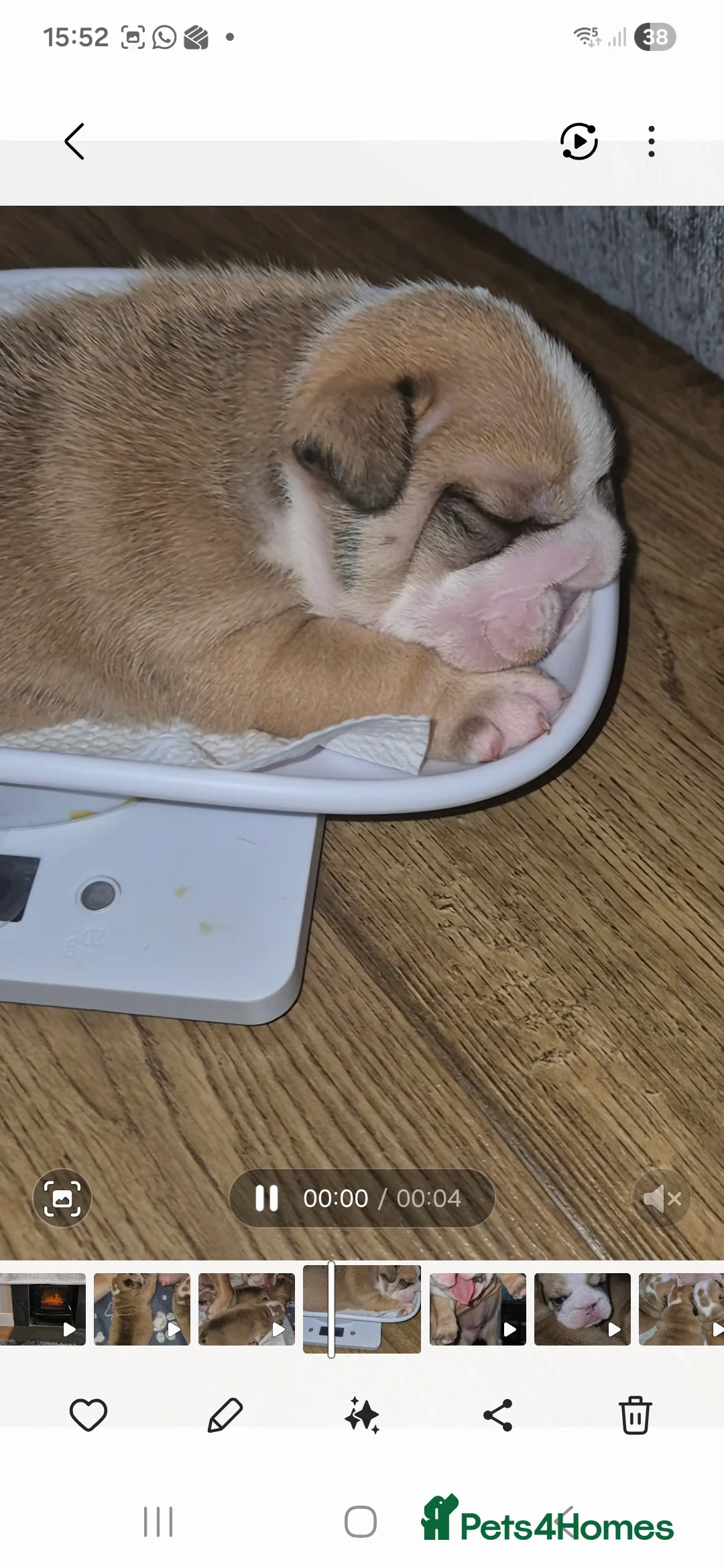 English Bulldog dogs for sale: Beautiful Red and White KC English Bulldog Puppies - Advert 11