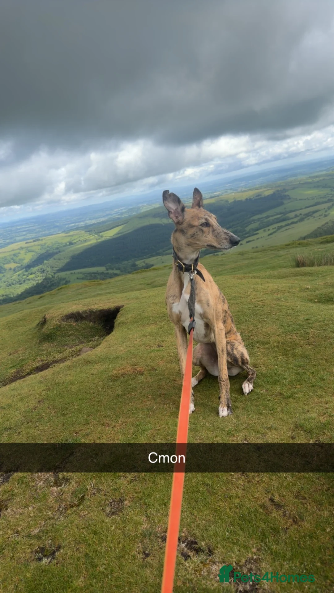 Lurcher dogs for sale: Zoey lurcher  in Hereford - Advert 2