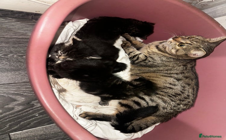 Mixed Breed cats - Advert 15