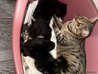 Mixed Breed cats - Advert 24