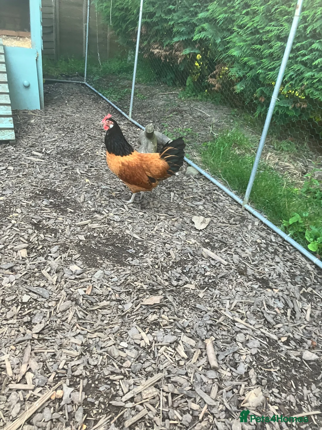 Hens poultry for sale: Looking to rehome two Vorwerk Hens  in Caersws - Advert 3